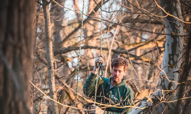 Arborist on climbing ropes high in a large tree