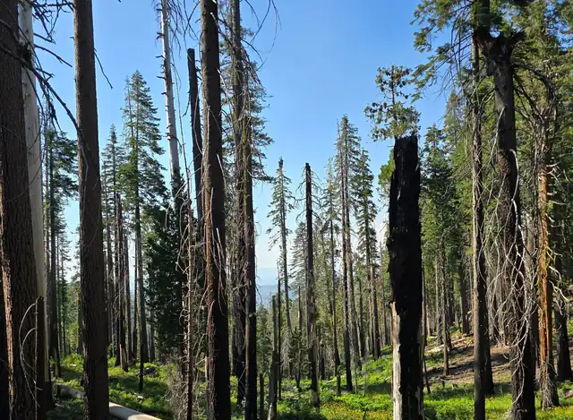 Dead and dying pine trees standing in a forest