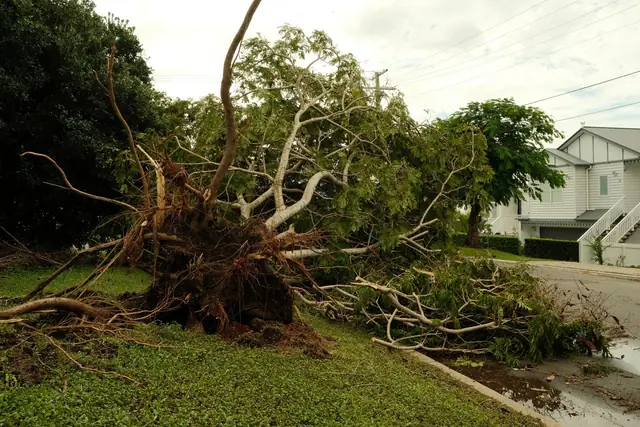 Large uprooted tree lying across a suburban lawn after a storm