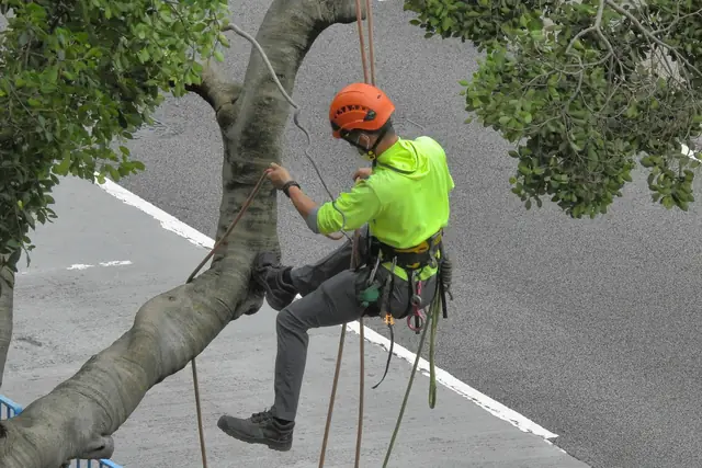 Arborist in a helmet and hi-vis shirt climbing a tree on ropes
