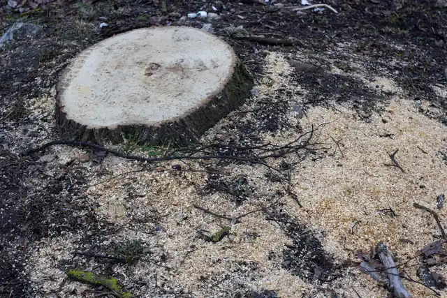 Fresh tree stump with sawdust on sandy ground